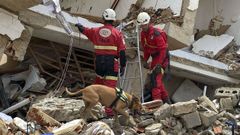 Fotograf�a del d�a 1 de julio de la perra de la Unidad Canina de los bomberos del Ayuntamiento de Alicante, Nala.