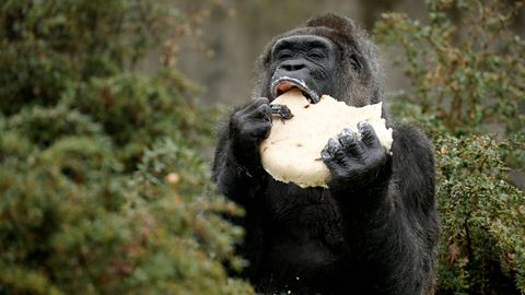 El gorila Fatou come una tarta de cumplea&ntilde;os en el zoo de Berl&iacute;n