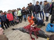 Alumnos de la USC vieron c�mo le realizaron la autopsia a un delf�n varado en Agui�o. 
