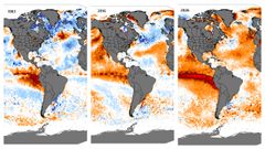 Comparando los episodios�de El Ni�o�de 1983, 2016 y el actual se aprecia c�mo el fen�meno se desarrolla hoy en un mundo m�s c�lido