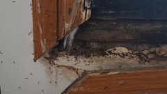 Plaga de hormigas en los juzgados de Vilagarc�a