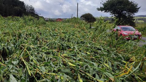 Destrozos en las plantaciones de maz de Mazaricos. 