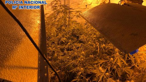 Cultivo encontrado por la Polic�a Nacional en una casa rural en Trema�es