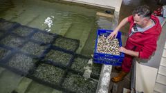 Depuradora de molusco de Mariscos Ramais