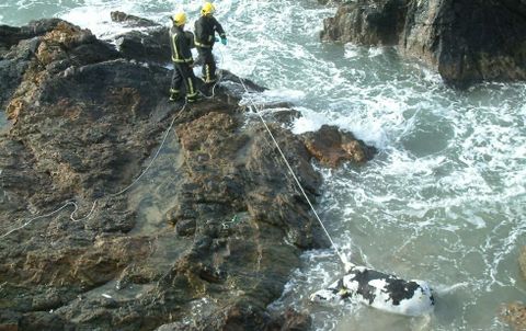 La retirada del buey fue complicada porque varó en una zona de rocas en la playa de Bascuas.
