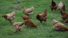 Imagen de archivo de unas gallinas