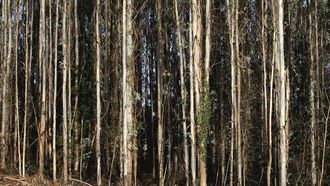 La Xunta tiene una estrategia para fomentar la gestin conjunta del monte gallego