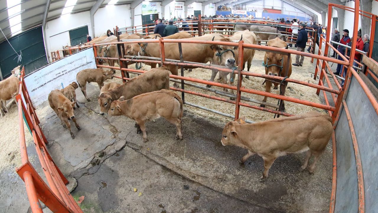 Guía de ocio para el sábado 6 en Lugo: A Fonsagrada celebra su tradicional feria de vacuno
