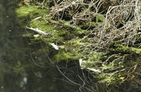 Ayer por la tarde eran visibles algunos peces muertos que quedaron atrapados por la maleza. 