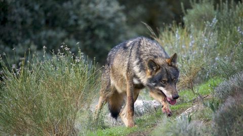 Imagen de un lobo ibrico, cuya presencia es a veces motivo de conflicto entre ganaderos y conservacionistas.