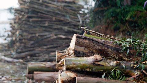 Imagen de archivo de una tala de �rboles