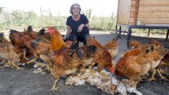 La granja artesanal de gallinas de Mos de Maril�