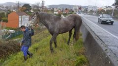 Los caballos que desbrozan la autopista