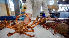 La r�a de Pontevedra se despide de sus �ltimas centollas para la venta hasta que acabe la veda en oto�o