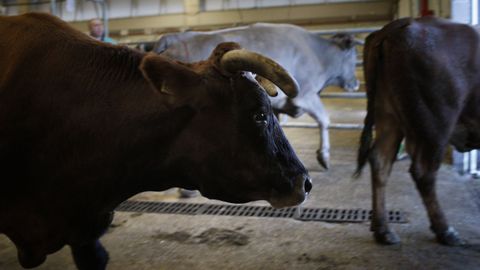 Imagen de archivo de unas vacas