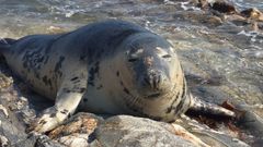 La foca Doqui en Corrubedo