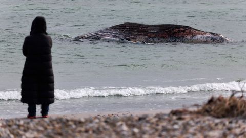 Timmy, la joven ballena macho, apareci� muerta en las costas de Dinamarca