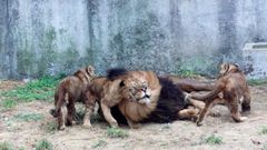 En el 2004 nacieron varios cachorros de le�n en el zool�gico vigu�s.