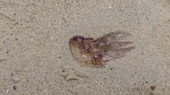 Un ejemplar de Pelagia noctiluca, en una imagen de archivo