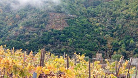 Imagen de vi�edos en la Ribeira Sacra