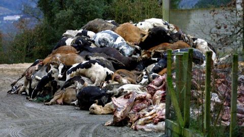 Fotograf�a de las vacas amontonadas a las puertas de Sugasa tomada el 15 de enero del 2001