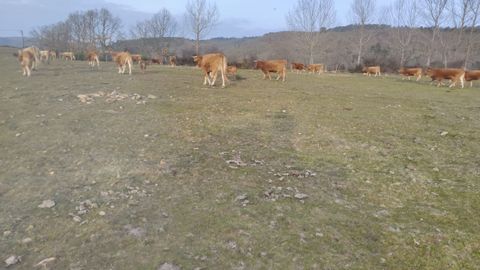 Los pastos donde se alimentan las vacas est�n totalmente secos en la zona de Guarda, en el centro del pa�s