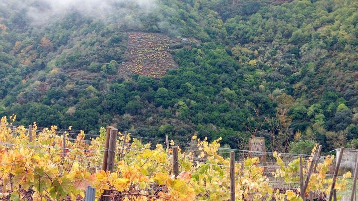 Imagen de vi&ntilde;edos en la Ribeira Sacra