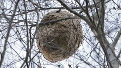 Imagen de un nido de velutinas localizado en Cabana