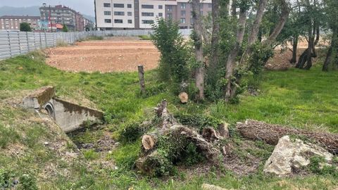 Zona de tala de �rboles en Llanera