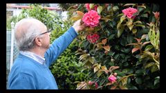 El jard�n de Valga alberga m�s de 450 especies de camelia