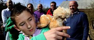 M�s de ochenta personas acudieron al encuentro de la Asociaci�n Coru�esa de Avicultura en la finca A Bouza de Meanos.