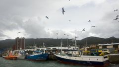 Vista de la flota amarrada en el puerto de Cari�o.