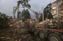 Un operario cargaba ayer madera en la zona de O Carrizal, en Coristanco. 