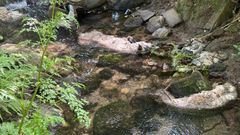 Aparecen ovejas muertas en el r�o Sar, en Santiago