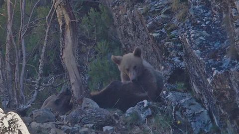Los juegos de una osa y su cr�a en la Cordillera Cant�brica
