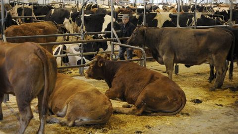 Imagen de archivo de vacas en el mercado dezano