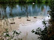 Detalle de un reciente vertido al Cabe procedente de un colector situado a la altura del Parque dos Condes. A la izquierda de la imagen se aprecia el punto del que salen las aguas fecales