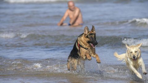 Dos perros jugando en la Playa de San Lorenzo de Gijn, en noviembre