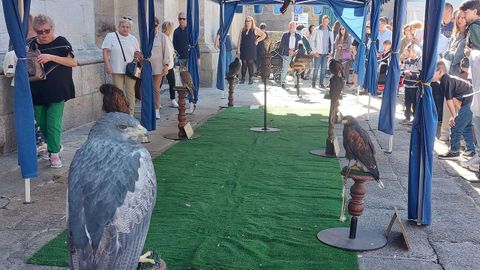 Cetrera en la feria medieval de Lugo