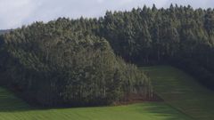 Terrenos con plantación de eucalipto en A Pastoriza