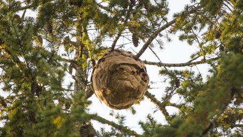 Nido de velutina en Zas