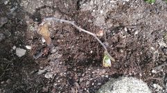 Detalle de una cepa de dos a�os de la variedad menc�a con brotes a comienzos de febrero