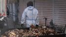 Imagen de gallinas sacrificadas en una granja en la que se detect un foco de gripe aviar el mes pasado