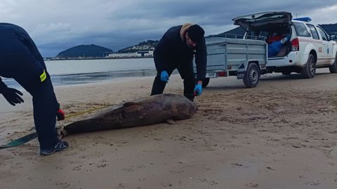 Tambi�n el 9 de febrero de 2025 hubo otro varamiento, de un cachalote en Covas (Viveiro)