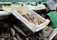 En el 60 % de las latas que se exportan hay at�n.
