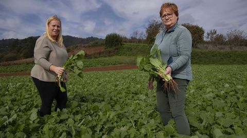 Ya llevan varios días recogiendo nabizas, una de las verduras más demandadas