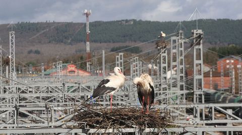 Los nidos de cig�e�a vuelven a estar por todas partes en la estaci�n de Monforte
