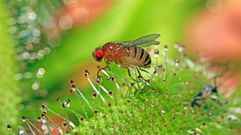 El genoma de la Drosophila melanogaster es muy similar al humano