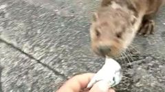 Nikkita, la nueva nutria glotona del puerto de Malpica