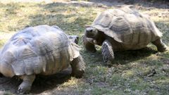 Tortugas en Marcelle